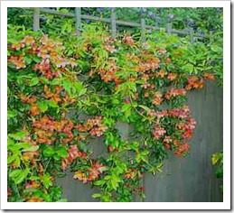 زراعة نبات الجهنمية Bougainvillea  164025_1694848061328_1541637130_1601601_4318203_n_thumb%5B3%5D