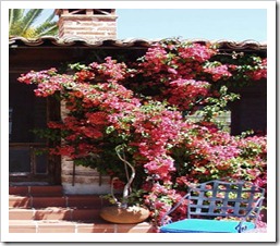 زراعة نبات الجهنمية Bougainvillea  167221_1694842301184_1541637130_1601584_3986662_n_thumb%5B3%5D