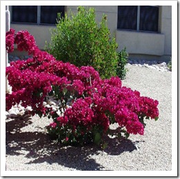 زراعة نبات الجهنمية Bougainvillea  168894_1694842021177_1541637130_1601583_8155897_n%20%281%29_thumb%5B2%5D