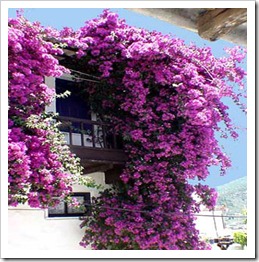 bougainvillea2 bougainvillea2