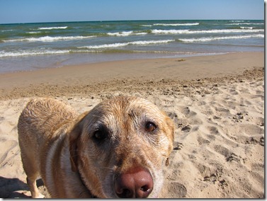 friendly beaches in michigan winnie views best in the midwest friendly beaches in michigan winnie views best in the midwest