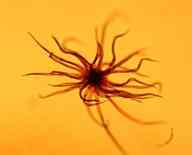 amber-africa-fern-hair amber-africa-fern-hair