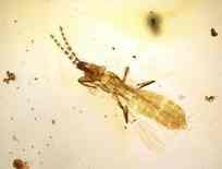 amber-africa-thunder-fly amber-africa-thunder-fly