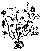 Phylogenetic Tree Phylogenetic Tree