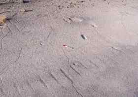 The volcanic ash layer thought to have human footprints The volcanic ash layer thought to have human footprints