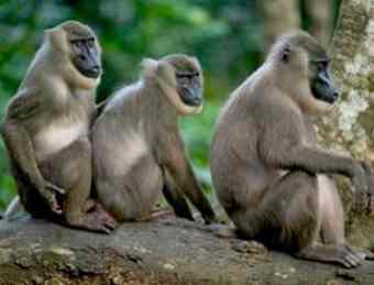 Not a father in sight. Endangered drill monkeys could be the first to benefit from this kind of breeding program  Not a father in sight. Endangered drill monkeys could be the first to benefit from this kind of breeding program
