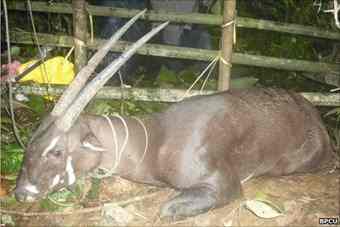 There may only be a few dozen of Saola left in the wild There may only be a few dozen of Saola left in the wild