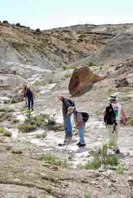 dinosaur fossils