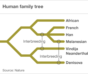 [_50547826_human_family_tree3045.gif]