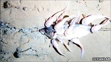 These fish were filmed at a depth of 7.7km _50787628_fish_466260