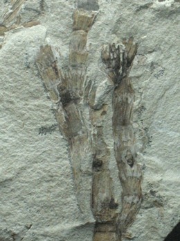 dinosaur fossils