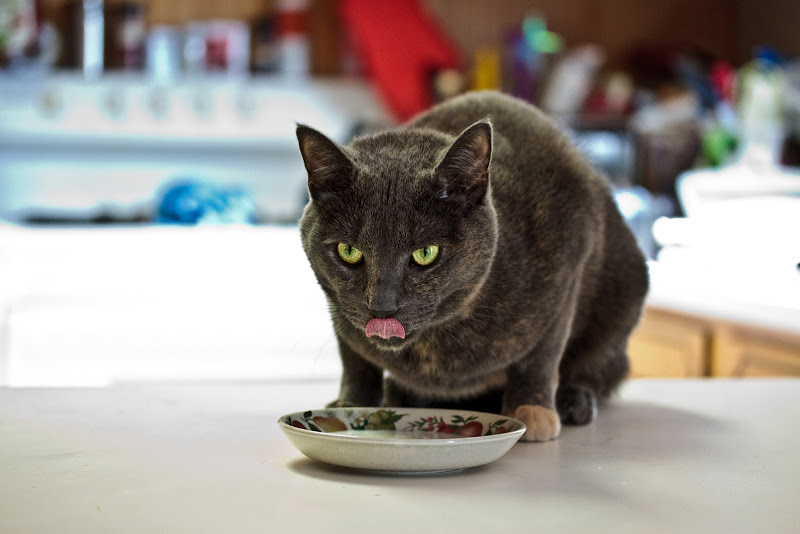 IMAGE: http://lh6.ggpht.com/_BfL0yCQSUnQ/TIgYF2wqiTI/AAAAAAAAWZ4/eRF1Z2CjXqY/s800/IMG_0422.JPG