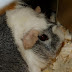 DSCF2455.JPG