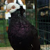 DSCF0346.JPG