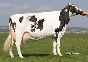 Holstein holstein.jpg