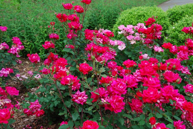 [roses DSC_0637[5].jpg]