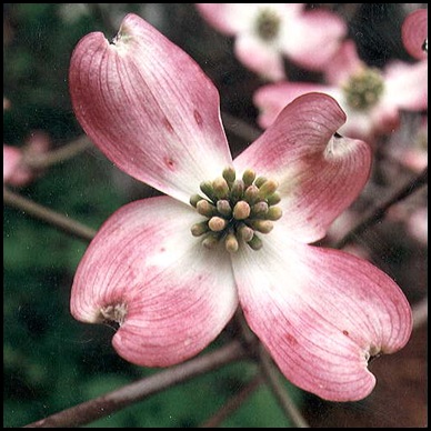 pink dogwood