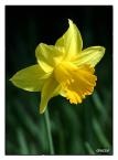 [daffodil[4].jpg]