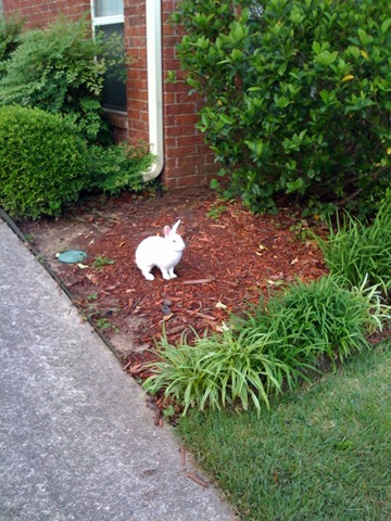 [bunny 2[4].jpg]