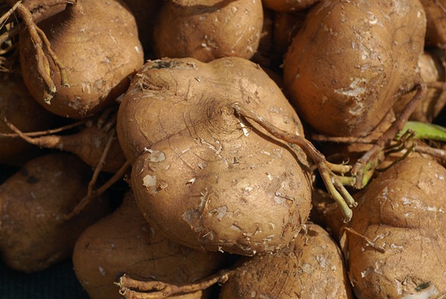 [jicama photo[5].jpg]