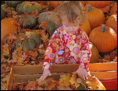 pumpkin patch 9