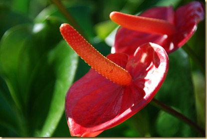 DSC_4540 DSC_4540