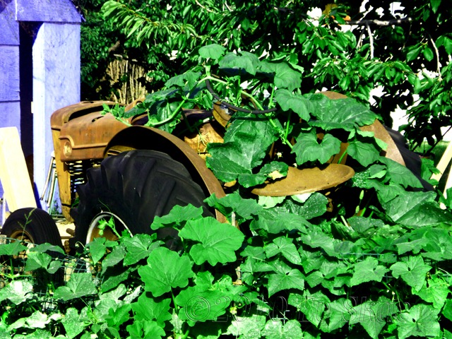 [Tractor[2].jpg]