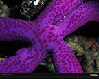 Click to view LIFE + PURPLE + SPECIAL + 1600x1200 Wallpaper [sea star henry 1600x1200px.jpg] in bigger size