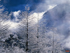 Click to view Winter + Beautiful + Nature Wallpaper [winter 33 1600x1200px.jpg] in bigger size
