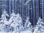 Click to view NATURE + NATURAL + 1600x1200 Wallpaper [nature 35 1600x1200px.jpg] in bigger size