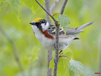 Click to view BIRDs + 1600x1200 Wallpaper [bird 02 1600x1200px.jpg] in bigger size