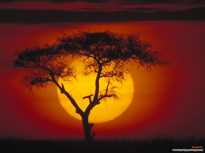 click to download free best desktop wallpaper - Acacia Tree Over the Savannah Kenya 1600x1200px