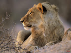 Click to view ANIMAL + 1600x1200 Wallpaper [African Lion Kruger National Park South Africa 1600x1200px.jpg] in bigger size