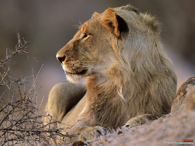 click to download free best desktop wallpaper - African Lion Kruger National Park South Africa 1600x1200px