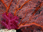 Click to view ANIMAL + 1600x1200 Wallpaper [Gorgonian Sea Fan and Soft Coral 1600x1200px.jpg] in bigger size