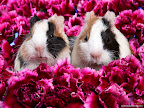 Click to view ANIMAL + 1600x1200 Wallpaper [Guinea Pigs 1600x1200px.jpg] in bigger size