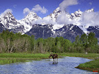 Click to view ANIMAL + 1600x1200 Wallpaper [Moose Wading in a River Grand Teton National Park Wyoming 1600x1200px.jpg] in bigger size