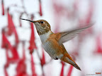 Click to view BIRD + HUMMING + 1600x1200 Wallpaper [Hummingbird 18 1600x1200px.jpg] in bigger size