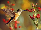 Click to view BIRD + HUMMING + 1600x1200 Wallpaper [Hummingbird 02 1600x1200px.jpg] in bigger size