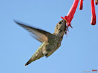 Click to view BIRD + HUMMING + 1600x1200 Wallpaper [Hummingbird 27 1600x1200px.jpg] in bigger size