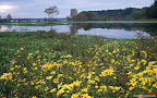 Click to view NATURE + NATURAL + 1680x1050 Wallpaper [Marigolds in Bloom in a Swamp Martin Dies Jr State Park Texas.jpg] in bigger size