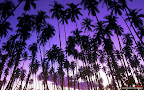 Click to view NATURE + NATURAL + 1680x1050 Wallpaper [Hawaiian Palm Grove.jpg] in bigger size