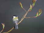 Click to view BIRD + HIGH RESOLUTION + 1600x1200 Wallpaper [bird.high.resolution.088.jpg] in bigger size