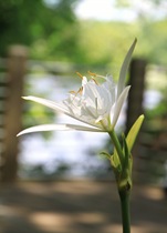 Lily Fest 155