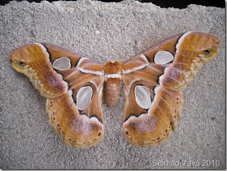 mariposa de asas abertas