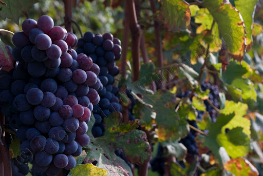 Le Langhe - Vendemmia