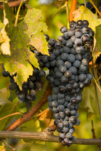 Le Langhe - Vendemmia