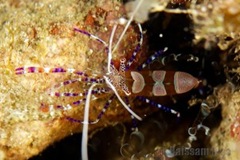 grenada_cleaner_shrimp