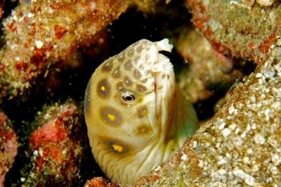 [grenada_eel[3].jpg]