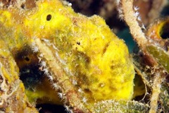 grenada_frogfish2